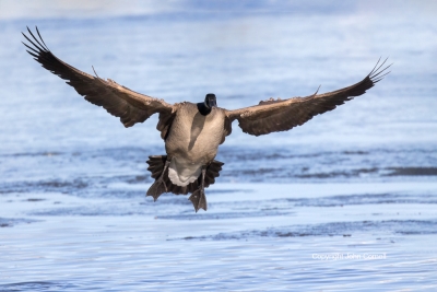 Branta-canadensis;Canada-Goose;Flying-Bird;Landing;One;Photography;action;activ